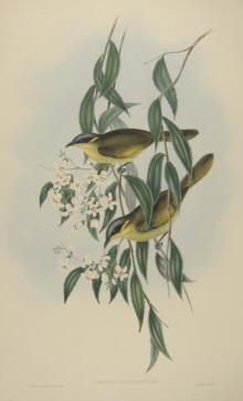 John Gould Birds of Australia